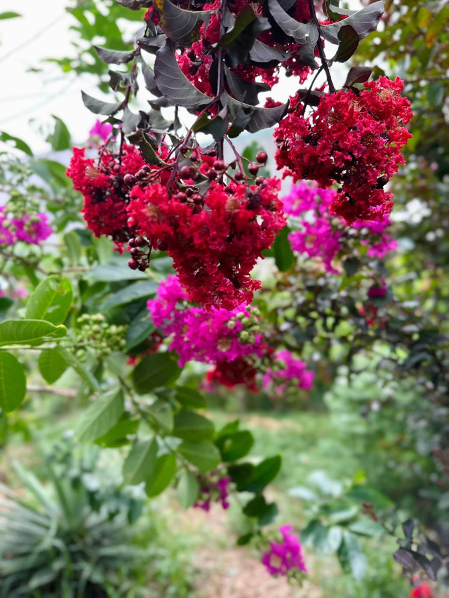 Ca sĩ Mỹ Lệ sở hữu một khu vườn tràn ngập hoa và trái cây - Hình 6 Ca si My Le so huu mot khu vuon tran ngap hoa va trai cay-Hinh-6