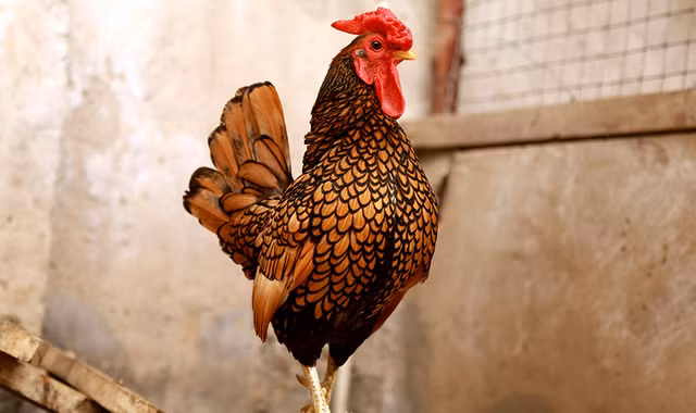 Nha giau xep hang mua giong 'my ke'-Hinh-7