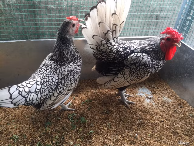 Nha giau xep hang mua giong 'my ke'-Hinh-2