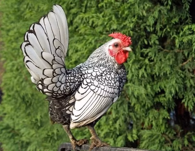 Nha giau xep hang mua giong 'my ke'