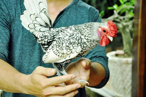 Nhà giàu xếp hàng mua giống 'mỹ kê' - Hình 5 Nha giau xep hang mua giong 'my ke'-Hinh-5