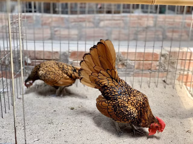 Nha giau xep hang mua giong 'my ke'-Hinh-6