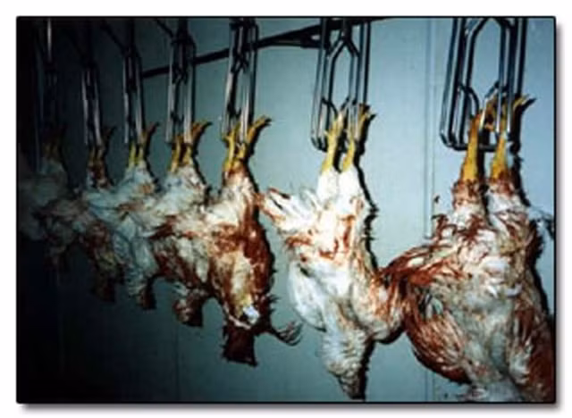 Mon ga hong gio dai gia dua nhau an va su that tan nhan-Hinh-4