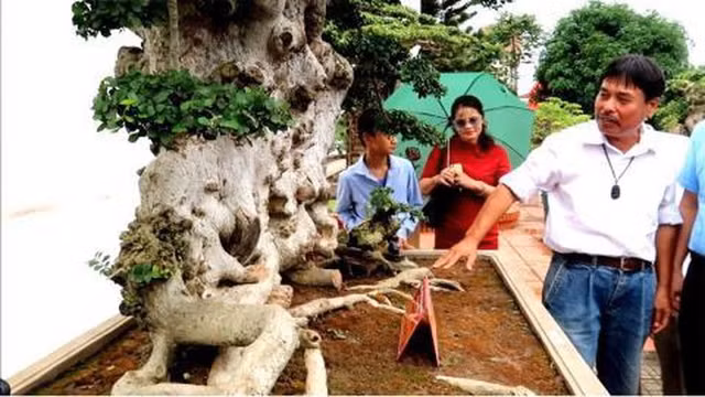 Can canh cay duoi co cao hon 3 met, 1.000 nam tuoi-Hinh-7