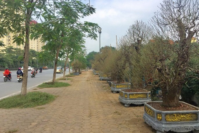 Đào, bưởi sai trĩu quả chuẩn bị cho mùa Tết Dao, buoi sai triu qua chuan bi cho mua Tet