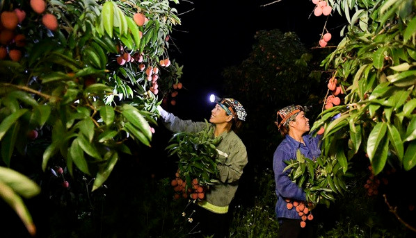 Người dân chong đèn thu hoạch vải thiều từ sáng sớm Nguoi dan chong den thu hoach vai thieu tu sang som