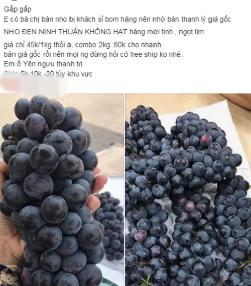 Đằng sau loại nho đen không hạt được gắn mác nho Ninh Thuận là gì? - Hình 2 Dang sau loai nho den khong hat duoc gan mac nho Ninh Thuan la gi?-Hinh-2