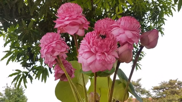 Ram ro rao ban sen nghin canh doc dao-Hinh-9