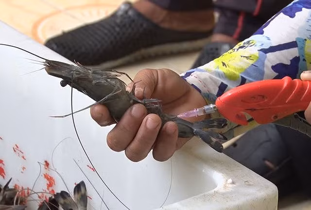 Cach nhan biet tom bom tap chat don gian nhat