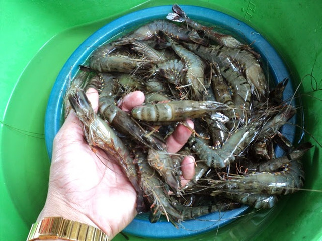 Cách nhận biết tôm bơm tạp chất đơn giản nhất - Hình 10 Cach nhan biet tom bom tap chat don gian nhat-Hinh-10