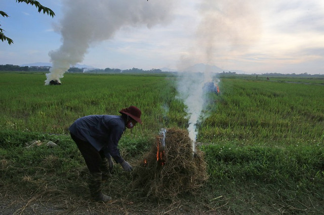 Rơm khô, vỏ trấu được rao bán rầm rộ trên mạng để làm gì? Rom kho, vo trau duoc rao ban ram ro tren mang de lam gi?