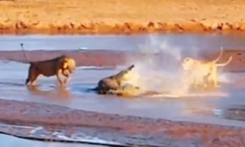 Cá sấu một mình chống lại 3 con sư tử Ca sau mot minh chong lai 3 con su tu