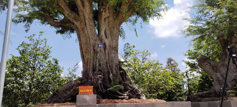 Cận cảnh cây me 200 tuổi giá tiền tỷ ở miền Tây - Hình 3 Can canh cay me 200 tuoi gia tien ty o mien Tay-Hinh-3