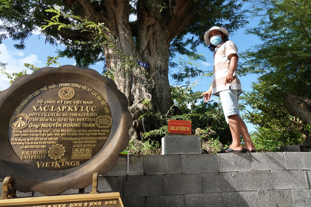 Cận cảnh cây me 200 tuổi giá tiền tỷ ở miền Tây - Hình 2 Can canh cay me 200 tuoi gia tien ty o mien Tay-Hinh-2