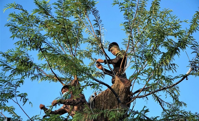 Cận cảnh cây me 200 tuổi giá tiền tỷ ở miền Tây - Hình 10 Can canh cay me 200 tuoi gia tien ty o mien Tay-Hinh-10