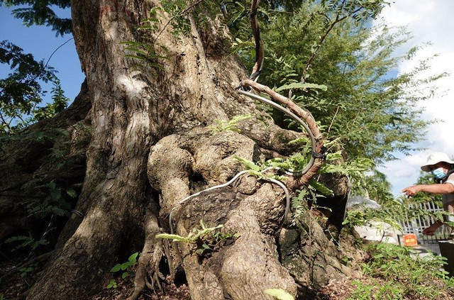 Cận cảnh cây me 200 tuổi giá tiền tỷ ở miền Tây - Hình 8 Can canh cay me 200 tuoi gia tien ty o mien Tay-Hinh-8