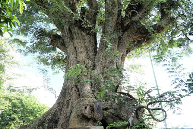 Cận cảnh cây me 200 tuổi giá tiền tỷ ở miền Tây - Hình 4 Can canh cay me 200 tuoi gia tien ty o mien Tay-Hinh-4