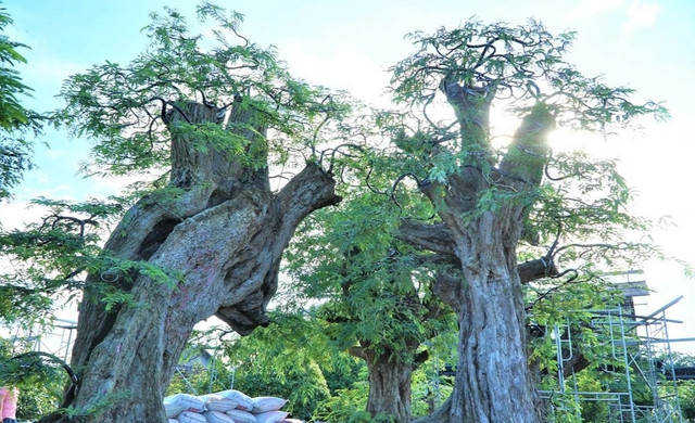 Cận cảnh cây me 200 tuổi giá tiền tỷ ở miền Tây - Hình 9 Can canh cay me 200 tuoi gia tien ty o mien Tay-Hinh-9