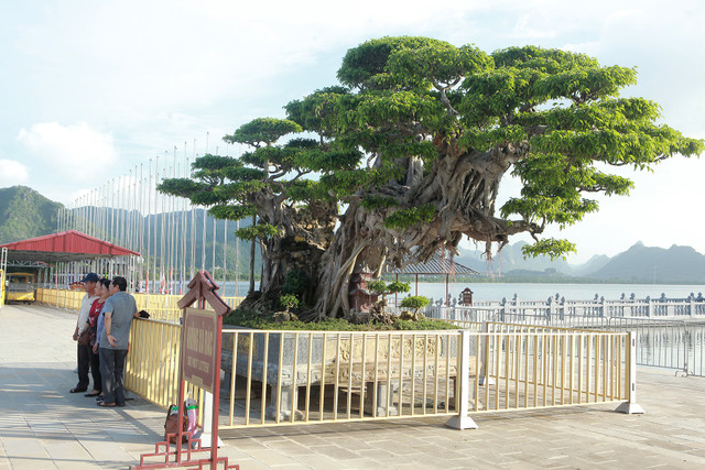 Nhiều đại gia mê mẩn cây sanh trong chậu lớn nhất Việt Nam - Hình 3 Nhieu dai gia me man cay sanh trong chau lon nhat Viet Nam-Hinh-3