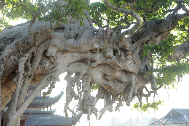 Nhiều đại gia mê mẩn cây sanh trong chậu lớn nhất Việt Nam - Hình 8 Nhieu dai gia me man cay sanh trong chau lon nhat Viet Nam-Hinh-8