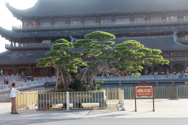 Nhiều đại gia mê mẩn cây sanh trong chậu lớn nhất Việt Nam - Hình 10 Nhieu dai gia me man cay sanh trong chau lon nhat Viet Nam-Hinh-10