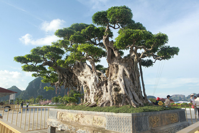 Nhiều đại gia mê mẩn cây sanh trong chậu lớn nhất Việt Nam - Hình 5 Nhieu dai gia me man cay sanh trong chau lon nhat Viet Nam-Hinh-5