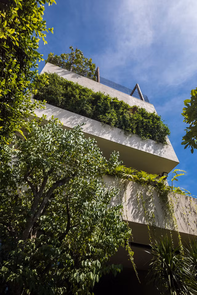 Can can can nha be tong nguyen khoi chim trong 'rung cay'-Hinh-2