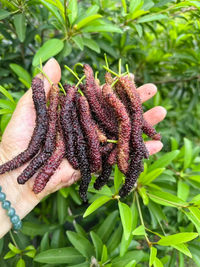 Bên trong biệt thự rực sắc hoa của ca sĩ Mỹ Lệ - Hình 9 Ben trong biet thu ruc sac hoa cua ca si My Le-Hinh-9