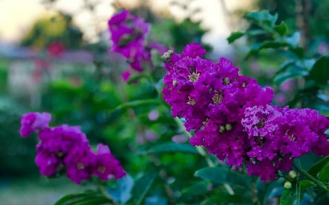 Bên trong biệt thự rực sắc hoa của ca sĩ Mỹ Lệ - Hình 6 Ben trong biet thu ruc sac hoa cua ca si My Le-Hinh-6