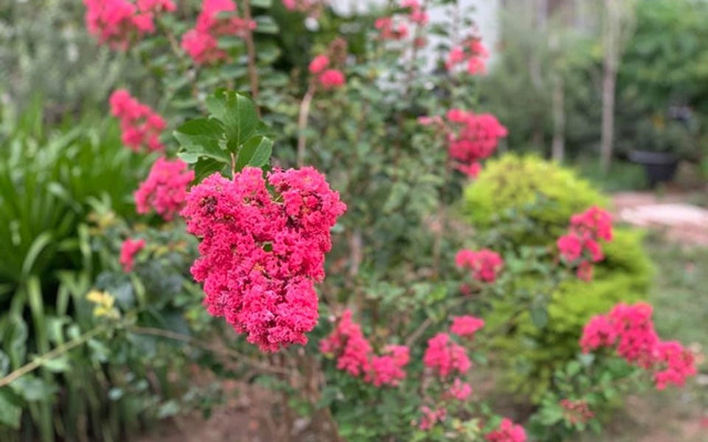 Bên trong biệt thự rực sắc hoa của ca sĩ Mỹ Lệ - Hình 5 Ben trong biet thu ruc sac hoa cua ca si My Le-Hinh-5