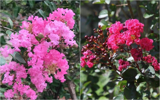 Bên trong biệt thự rực sắc hoa của ca sĩ Mỹ Lệ - Hình 7 Ben trong biet thu ruc sac hoa cua ca si My Le-Hinh-7