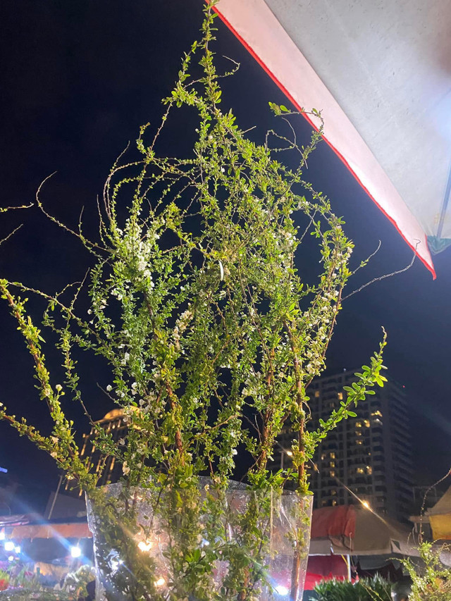 Săn lùng tuyết mai để chơi Tết sớm - Hình 4 San lung tuyet mai de choi Tet som-Hinh-4