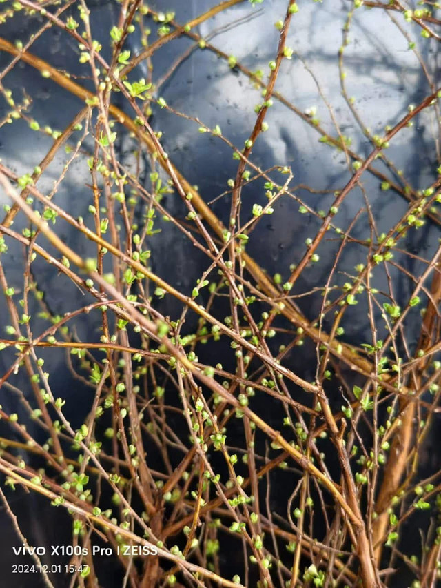 Săn lùng tuyết mai để chơi Tết sớm - Hình 3 San lung tuyet mai de choi Tet som-Hinh-3