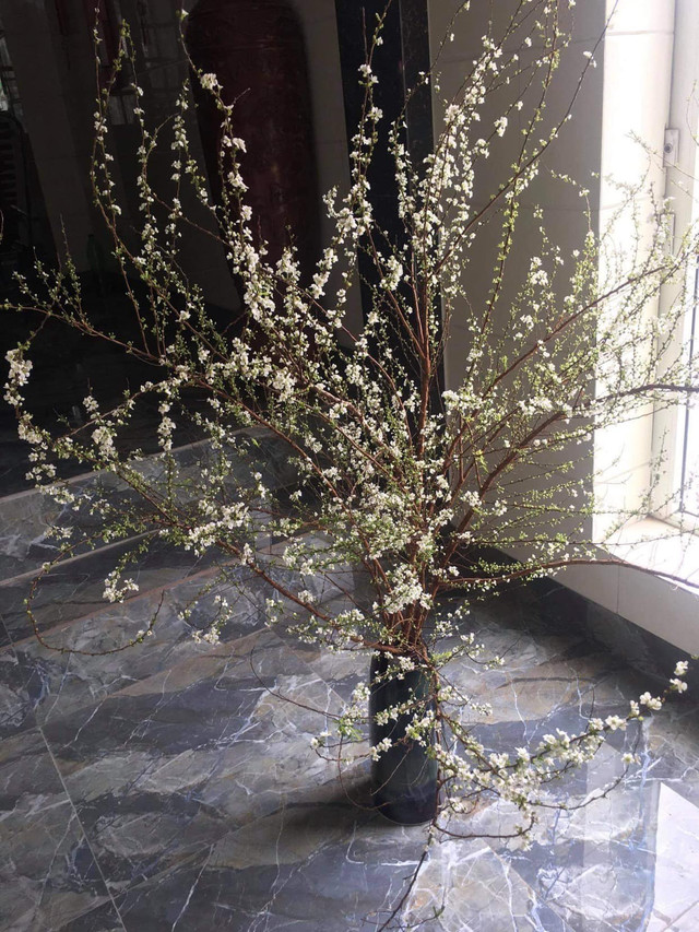 Săn lùng tuyết mai để chơi Tết sớm - Hình 5 San lung tuyet mai de choi Tet som-Hinh-5