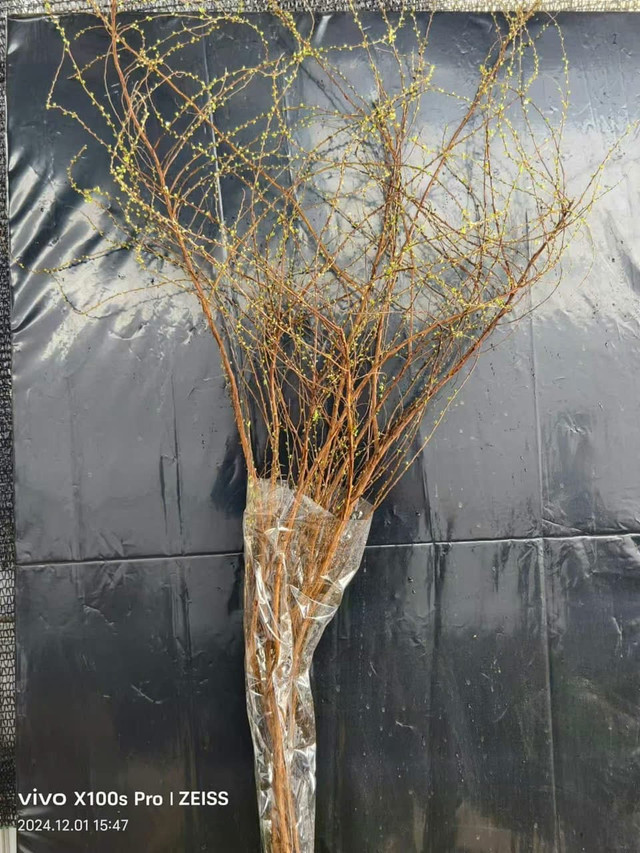 Săn lùng tuyết mai để chơi Tết sớm - Hình 2 San lung tuyet mai de choi Tet som-Hinh-2