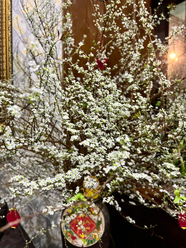 Săn lùng tuyết mai để chơi Tết sớm - Hình 11 San lung tuyet mai de choi Tet som-Hinh-11