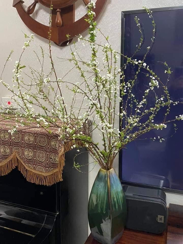 Săn lùng tuyết mai để chơi Tết sớm - Hình 10 San lung tuyet mai de choi Tet som-Hinh-10