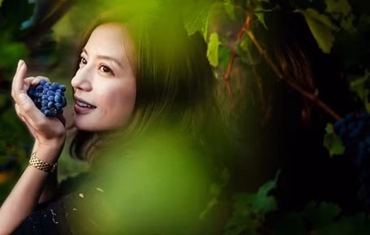 Toàn cảnh trang trại nho hoành tráng của Triệu Vy trước khi ly hôn - Hình 3 Toan canh trang trai nho hoanh trang cua Trieu Vy truoc khi ly hon-Hinh-3