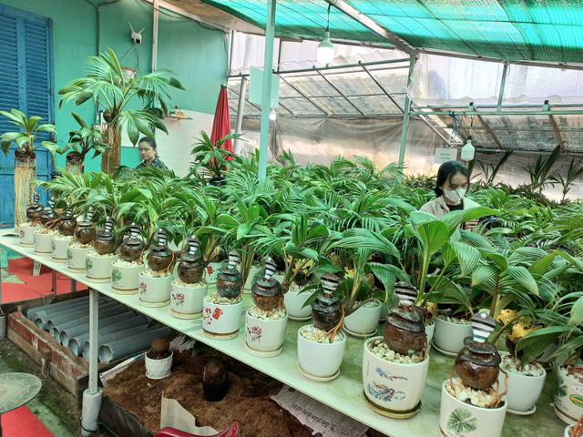 Trao luu san dua bonsai hinh ran hut khach choi Tet 2025-Hinh-8