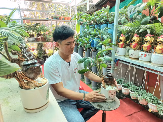 Trao luu san dua bonsai hinh ran hut khach choi Tet 2025-Hinh-3