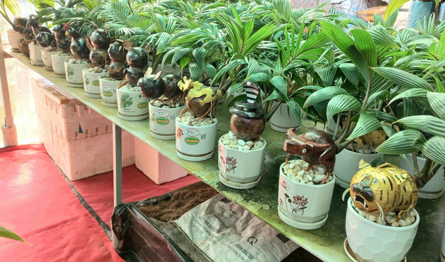 Trao luu san dua bonsai hinh ran hut khach choi Tet 2025-Hinh-10