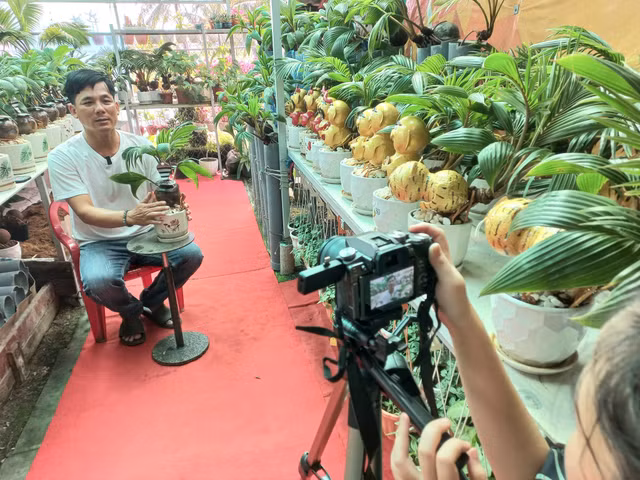 Trao luu san dua bonsai hinh ran hut khach choi Tet 2025-Hinh-9