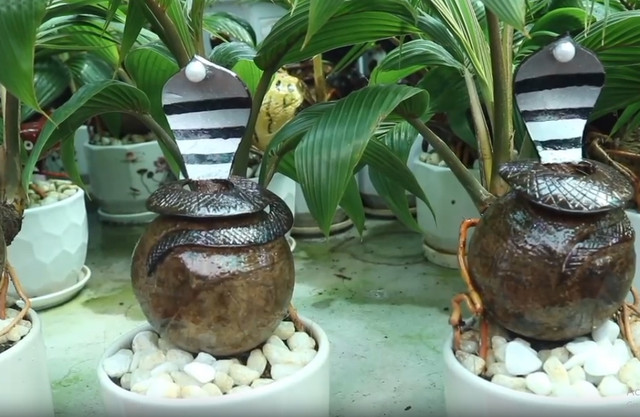 Trao luu san dua bonsai hinh ran hut khach choi Tet 2025-Hinh-6