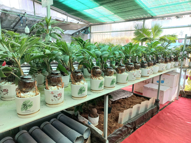 Trao luu san dua bonsai hinh ran hut khach choi Tet 2025-Hinh-4