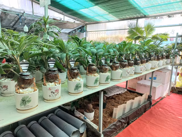 Trao luu san dua bonsai hinh ran hut khach choi Tet 2025-Hinh-4