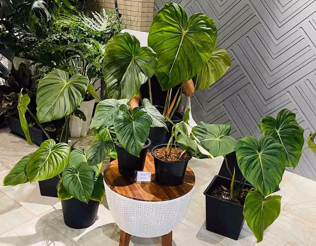 San vuon day mau xanh cua nha Khanh Thi - Phan Hien-Hinh-7