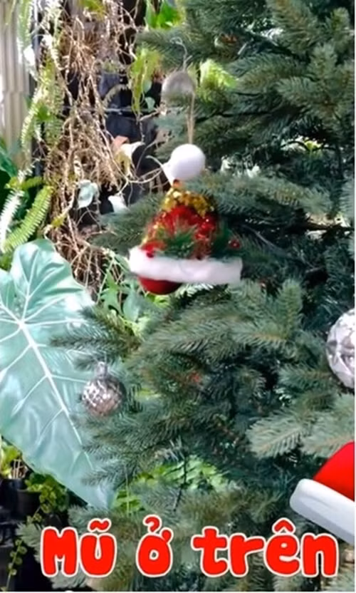 San vuon day mau xanh cua nha Khanh Thi - Phan Hien-Hinh-3