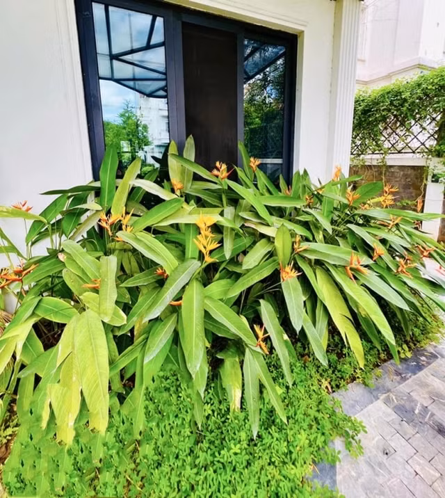 Lã Thanh Huyền sở hữu biệt thự 60 tỷ với khu vườn mát mắt - Hình 12 La Thanh Huyen so huu biet thu 60 ty voi khu vuon mat mat-Hinh-12