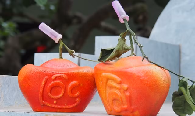 Giá tăng cao song bưởi đỏ Đông Cao 'cháy hàng' trước Tết Nguyên đán - Hình 8 Gia tang cao song buoi do Dong Cao 'chay hang' truoc Tet Nguyen dan-Hinh-8