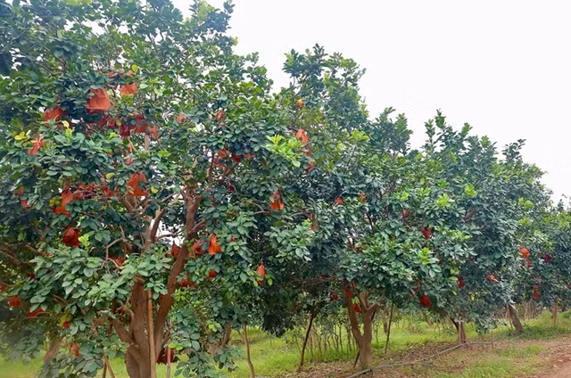 Giá tăng cao song bưởi đỏ Đông Cao 'cháy hàng' trước Tết Nguyên đán - Hình 2 Gia tang cao song buoi do Dong Cao 'chay hang' truoc Tet Nguyen dan-Hinh-2